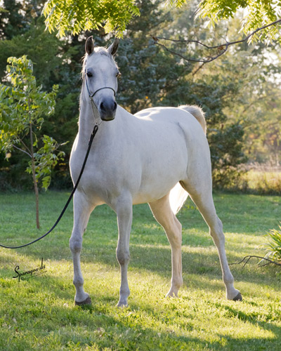 Safina Al Badia ( Al Adeed Al Shaqab x Ramses Effendi )