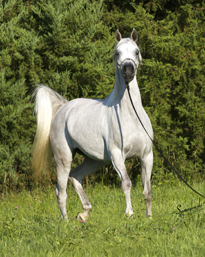 Hanaa Al Badia ( Al Adeed Al Shaqab x Shadenn )