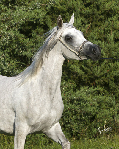 Hanaa Al Badia ( Al Adeed Al Shaqab x Shadenn )