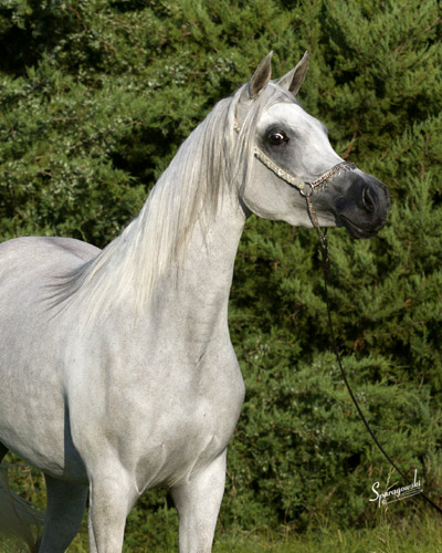 Hanaa Al Badia ( Al Adeed Al Shaqab x Shadenn )