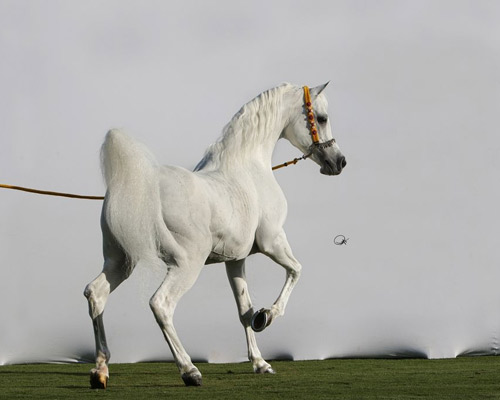 Ansata Hejazi ( Ansata Halim Shah x Ansata Sudarra )