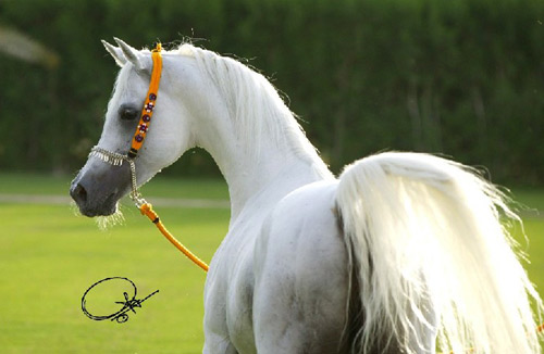 Ansata Hejazi ( Ansata Halim Shah x Ansata Sudarra )