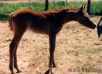 Ansata Nafisa ( Prince Fa Moniet x Ansata Nefara )