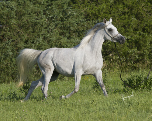 Hanaa Al Badia ( Al Adeed Al Shaqab x Shadenn )