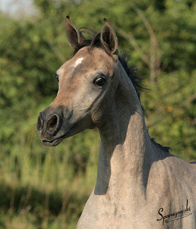 Hanaa Al Badia ( Al Adeed Al Shaqab x Shadenn )