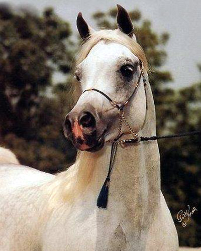 Ruminaja Ali ( Shaikh Al Badi x Bint Magidaa )