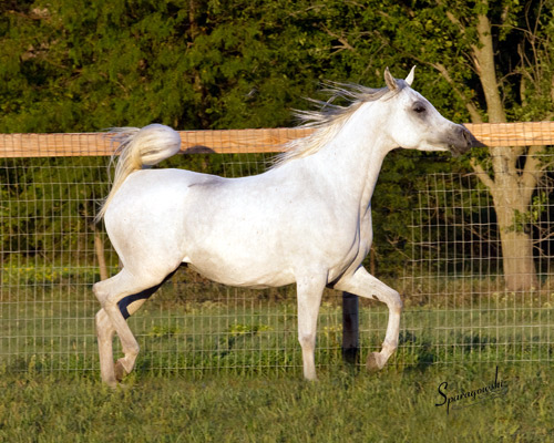 Safina Al Badia ( Al Adeed Al Shaqab x Ramses Effendi )
