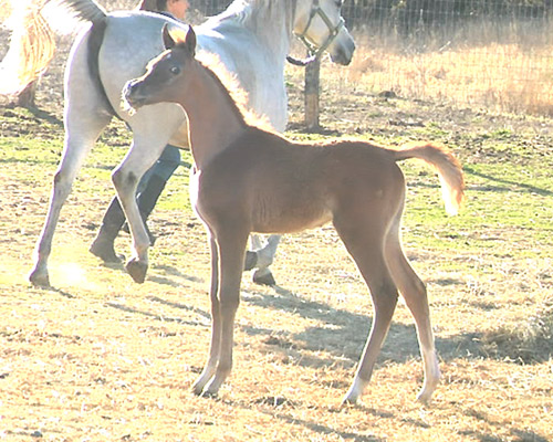 Wakil Al Badia ( DeSha Daheez x Safina Al Badia 